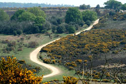 New Forest