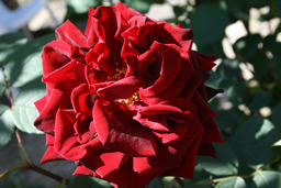 Red rose