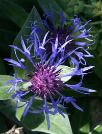 Small cornflower