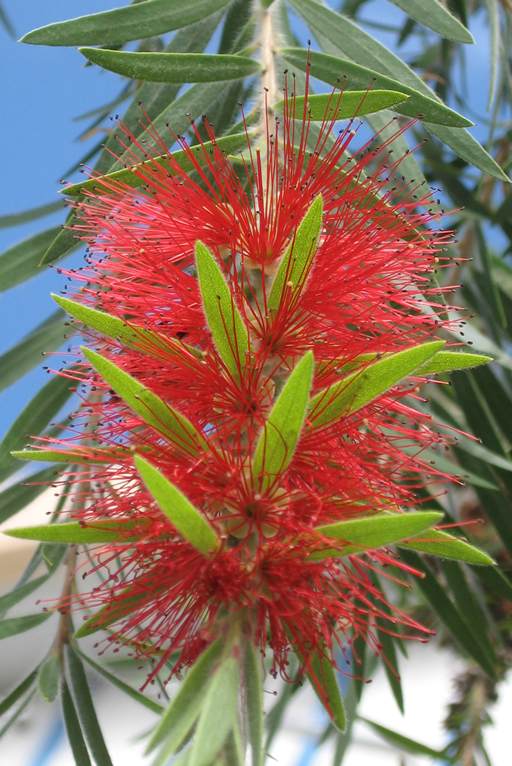 Bottle brush plant