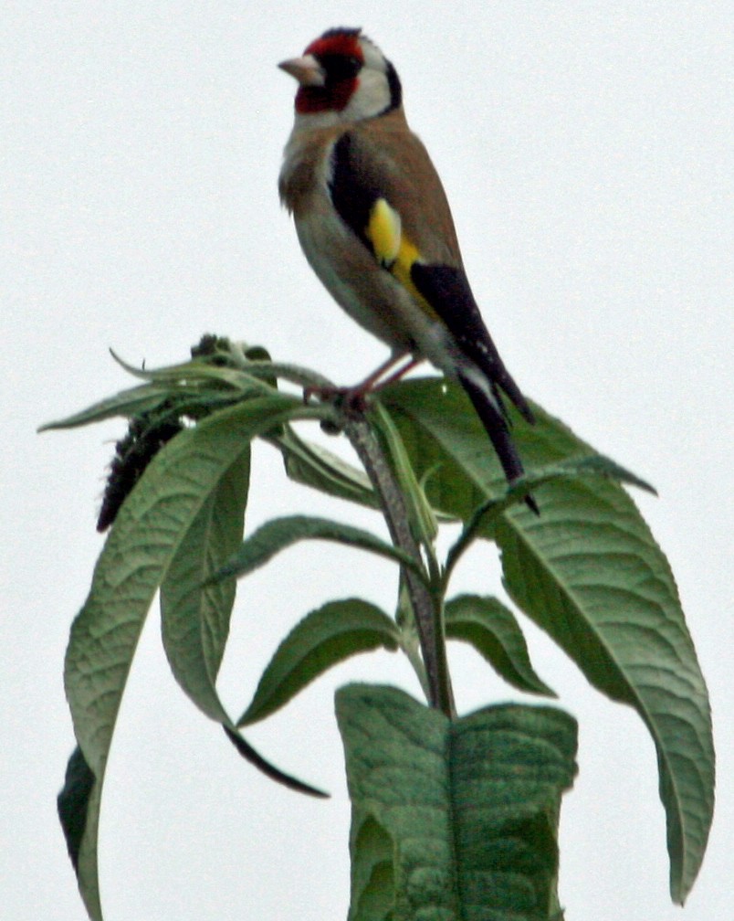 Goldfinch