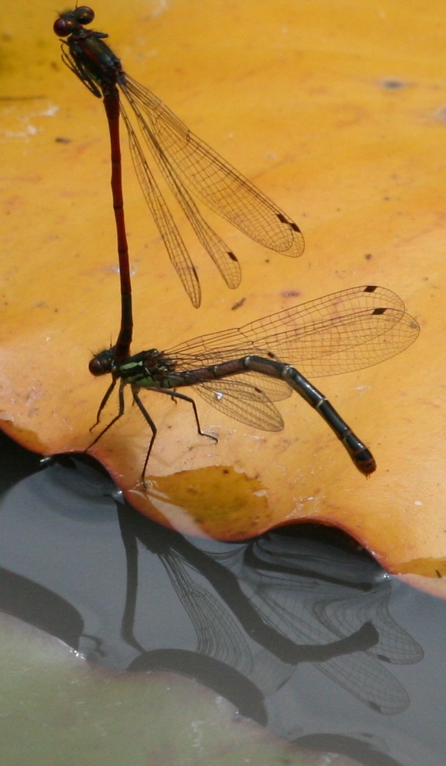 Damsel flies