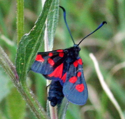 Cinnabar moth