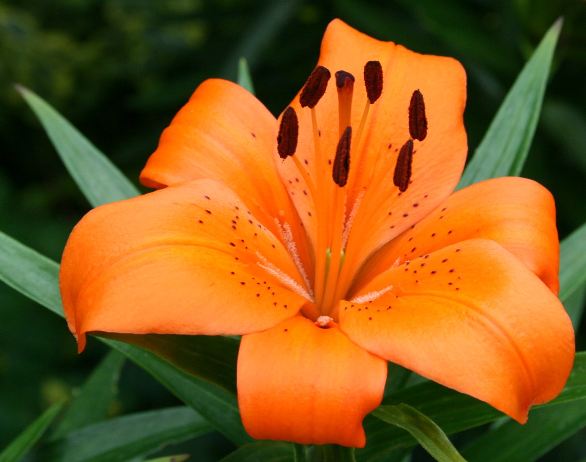 Local lily