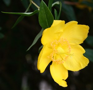 Rose of Sharon