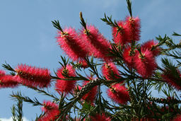 Bottle brush thumbnail