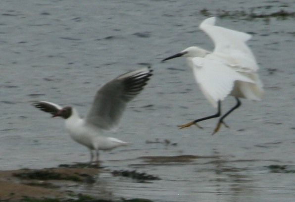 Egret