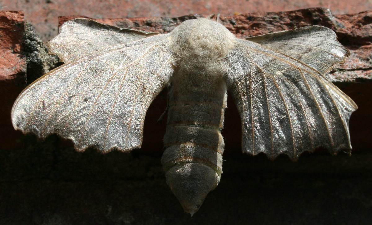 Hawk moth?