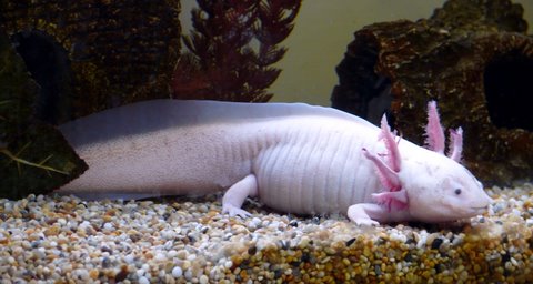 Amadeus the Axolotl