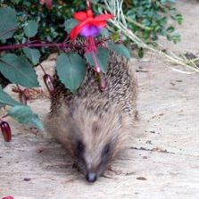 Hedge-pig