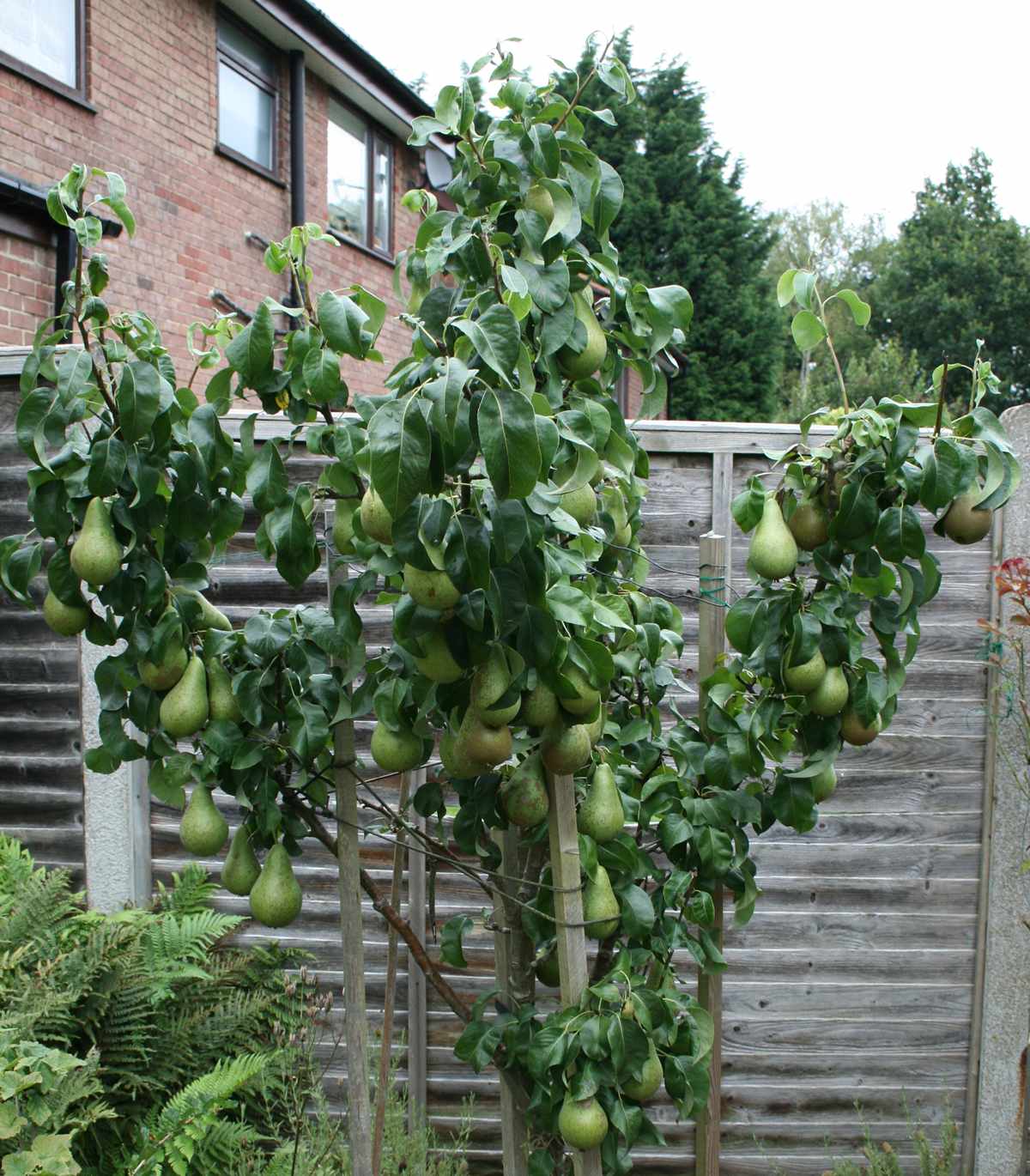 Pear crop