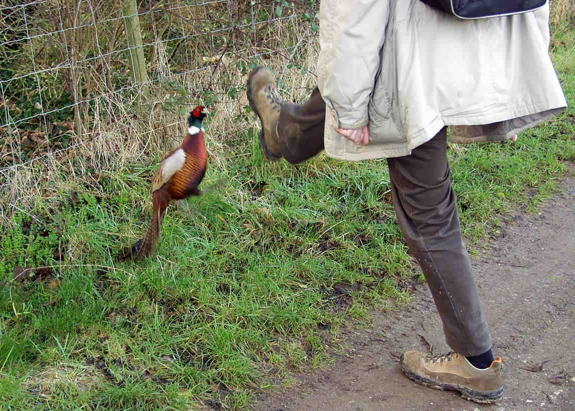 Pheasant attack