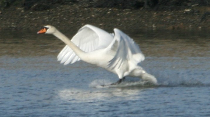 Keyhaven swan flapping, Feb 2008