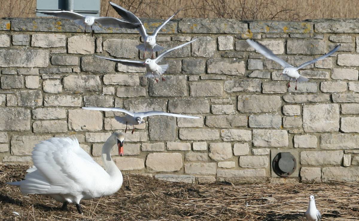 Keyhaven swan and gulls, Feb 2008