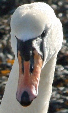 Keyhaven swan, Feb 2008