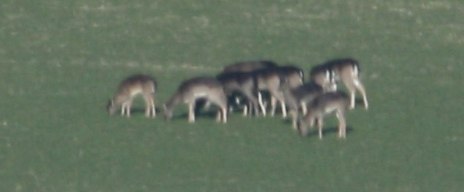 Farley Mount deer