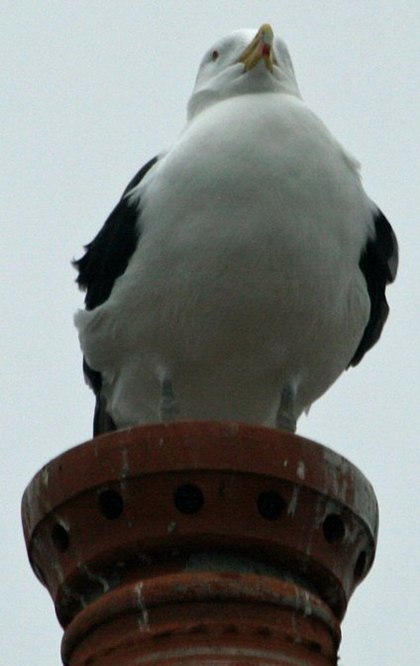 Gull on a chimney pot