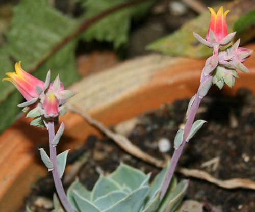 Triffid flowers