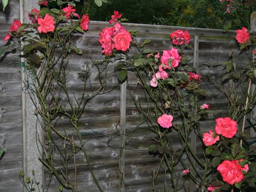 Fence rose bush