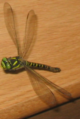 Golden Ringed dragonfly