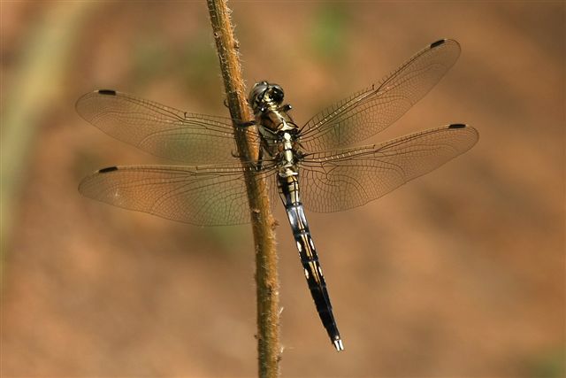 Korean dragonfly