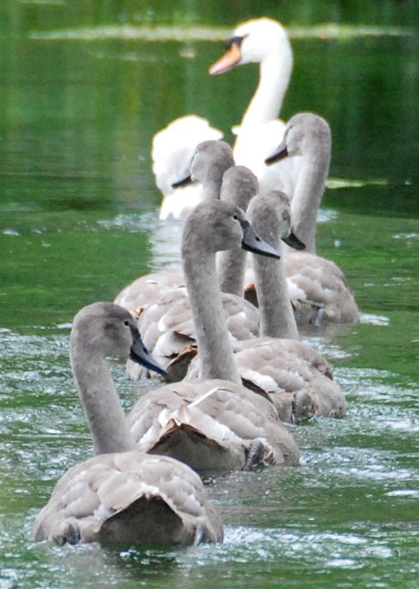 Getting your birds aligned