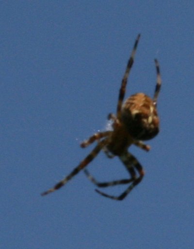 Spidery skylark
