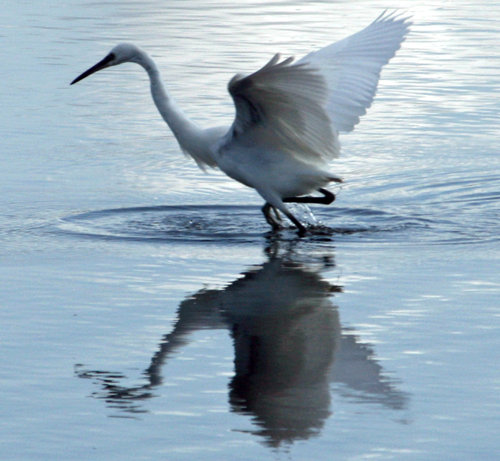 Keyhaven egret
