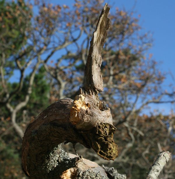 Lepe dragon