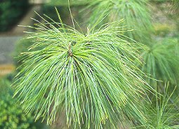 Bhutan pine