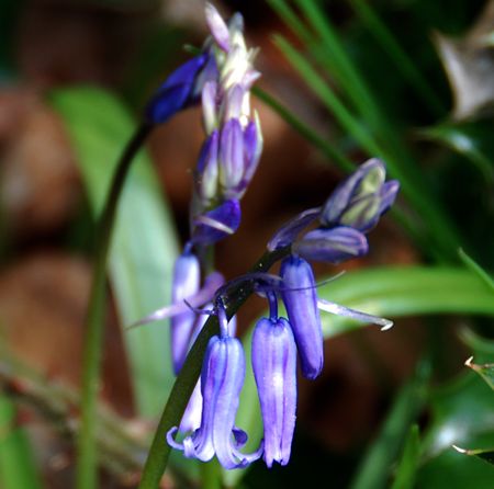 Bluebells