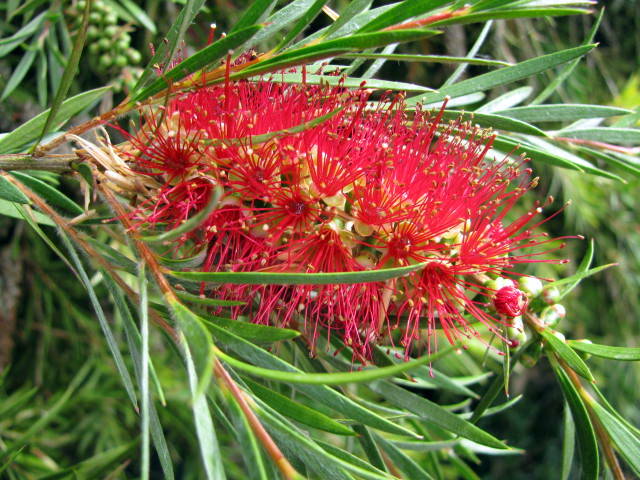 Bottle brush