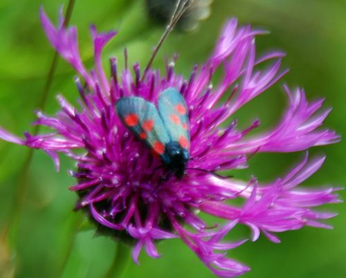 Cinnabar Moth