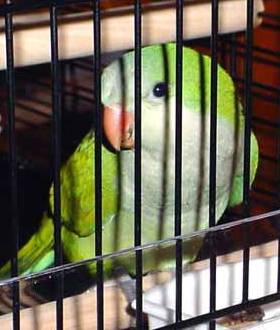 Parrot