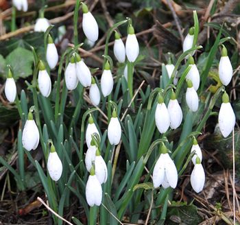 snowdrops