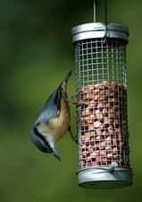 Nuthatch