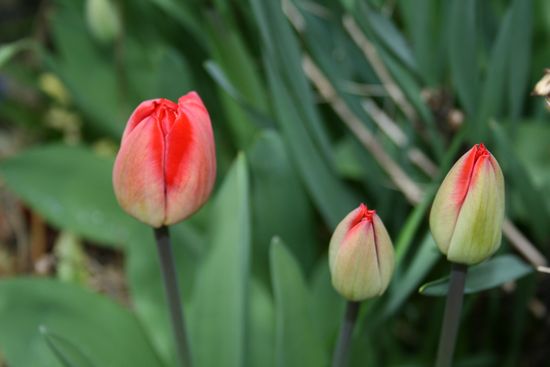 Tulips