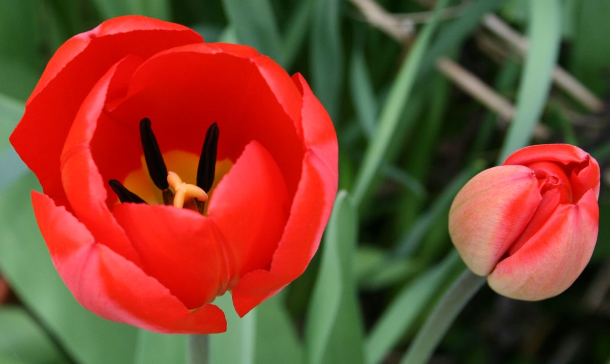 Tulips