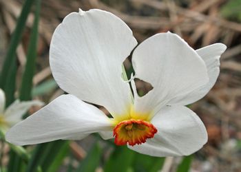 Daffodil?