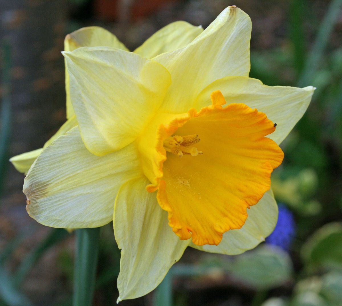 Daffodil