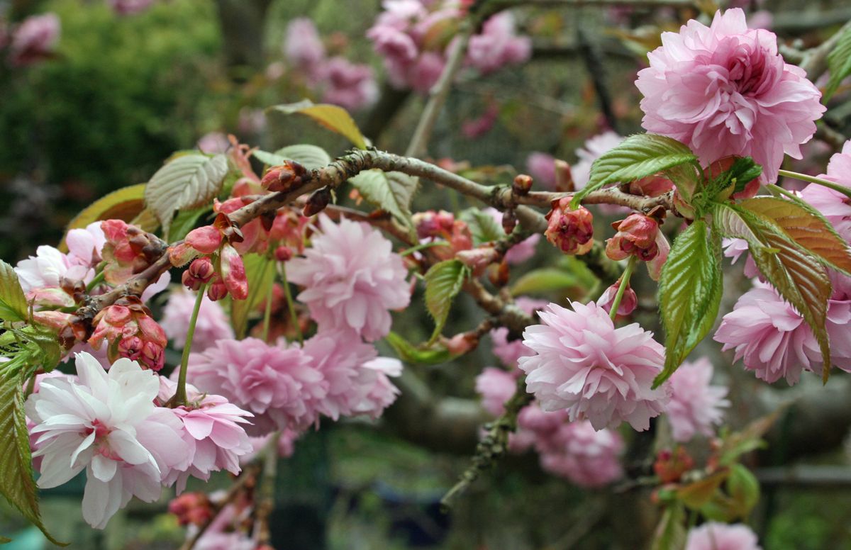 Decorative cherry