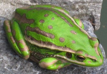 NZ frog