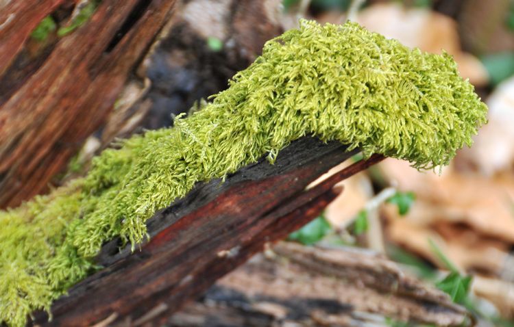 Mossy snake