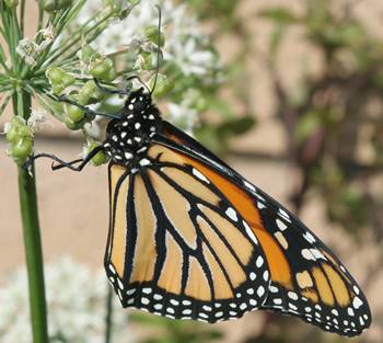 Monarch in NZ