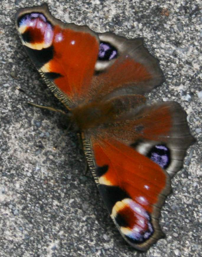 Butterfly