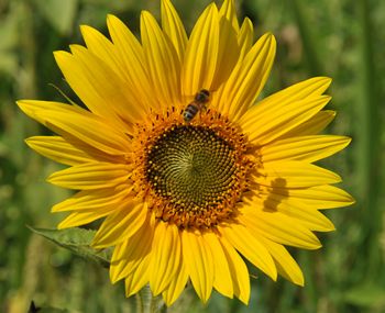 Bee on a sunflower