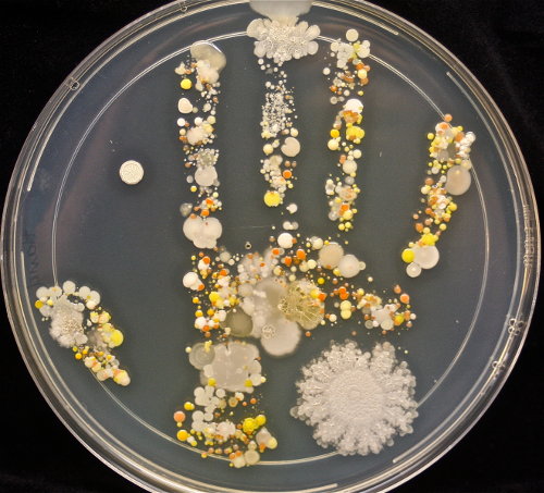Bacterial hand print